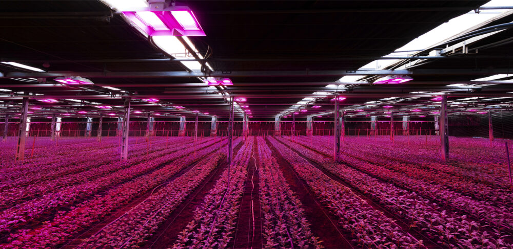 are led grow lights dangerous